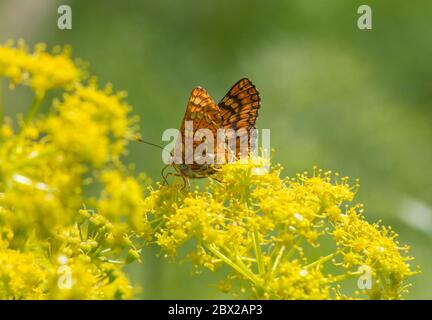 Marsh Fritillary, Euphydryas aurinia Beckeri, Fütterung von Fenchel, Spanien, Europa. Stockfoto