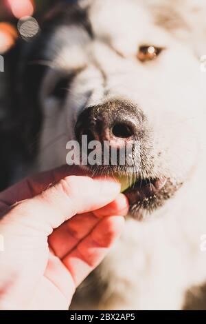 Nahaufnahme der Nase eines großen Hundes - Nehmen Sie vorsichtig ein Stück Nahrung aus den Händen des Besitzers mit seinen Zähnen Stockfoto