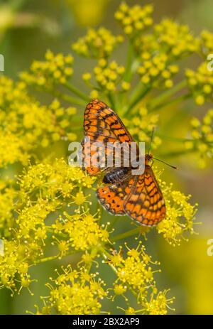 Marsh Fritillary, Euphydryas aurinia Beckeri, Fütterung von Fenchel, Spanien, Europa. Stockfoto