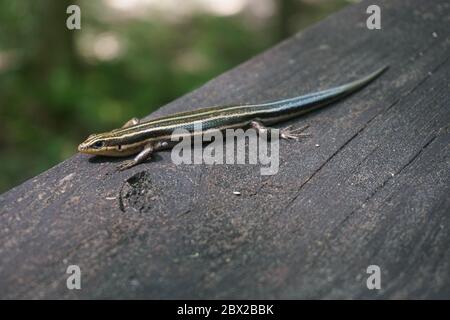 Blue Tail Lizard, fünf-Linien-Eidechse, auf einem Stück Holz in den Everglades gefunden, Florida. Stockfoto