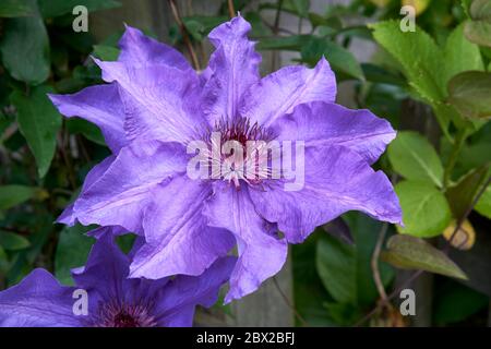 Nahaufnahme einer purpurnen Clematis-Blüte im Frühjahr, Vancouver, BC, Kanada Stockfoto