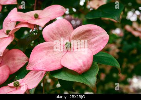Im Frühjahr blühende rote Hundeholzblumen (Cornus florida) in Vancouver, British Columbia, Kanada Stockfoto