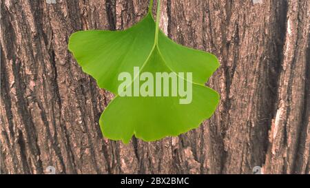 Ginko Blätter auf Hintergrund Baumrinde Stockfoto