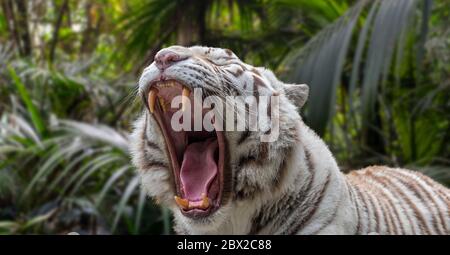 Nahaufnahme der knurrenden weißen Tiger / gebleichten Tiger (Panthera tigris) Pigmentvariante des bengalischen Tigers, mit großen Eckzähnen und Zunge Stockfoto