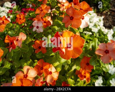 Orange catharanthus roseus, allgemein bekannt als helle Augen, Cape periwinkle, Friedhof Pflanze, Madagaskar periwinkle, alte Magd, rosa periwinkle, Rose pe Stockfoto