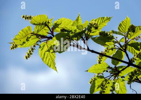 Acer pectinatum Taxiflorum lässt Sonnenlicht Stockfoto
