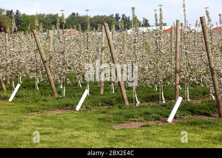 Obstgarten, neuer Obstgarten, blühende junge Bäume, SW Michigan, USA, von James D Coppinger/Dembinsky Photo Assoc Stockfoto