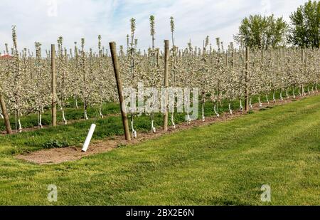 Obstgarten, neuer Obstgarten, blühende junge Bäume, SW Michigan, USA, von James D Coppinger/Dembinsky Photo Assoc Stockfoto