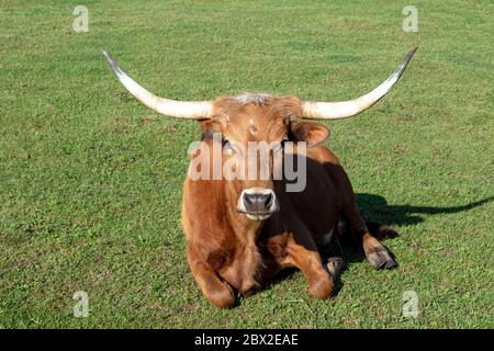 Texas Longhorn, USA, von James D Coppinger/Dembinsky Photo Assoc Stockfoto