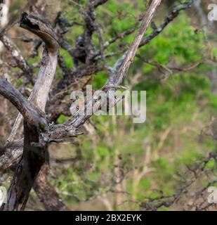 Das Ranganathittu Bird Sanctuary ein Paradies mit über 200 Arten von lebendigen und wunderschön aussehenden Vögeln und Nistreiher beherbergt Vogelvarianten Stockfoto