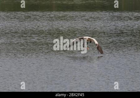 Pelican Wasser nehmen während des Fluges mit Wassertropfen fallen um sie in Ranganathittu Bird Sanctuary, Indien Stockfoto