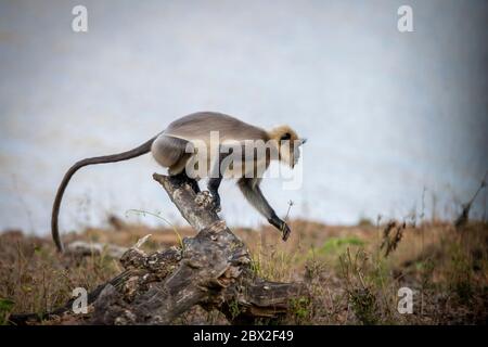 Grey Langur / Hanuman Langur, eine liebenswerte Pose! Wir können uns in der Natur sinnvoller miteinander verbinden! Mütter kümmern sich um die Natur Stockfoto