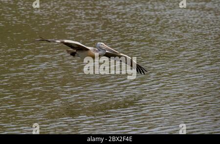 Pelican Wasser nehmen während des Fluges mit Wassertropfen fallen um sie in Ranganathittu Bird Sanctuary, Indien Stockfoto