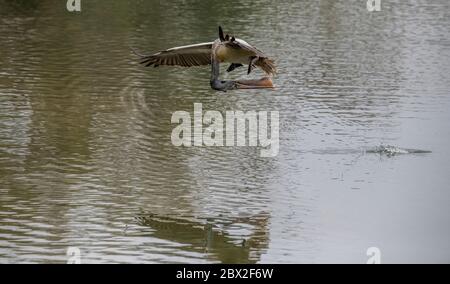 Pelican Wasser nehmen während des Fluges mit Wassertropfen fallen um sie in Ranganathittu Bird Sanctuary, Indien Stockfoto