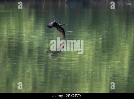 Das Ranganathittu Bird Sanctuary ein Paradies mit über 200 Arten von lebendigen und wunderschön aussehenden Vögeln und Nistreiher beherbergt Vogelvarianten Stockfoto