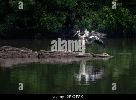 Spot-billed Pelican The Ranganathittu Bird Sanctuary ein Paradies von über 200 Arten von lebendigen und wunderschön aussehenden Vögel Stockfoto