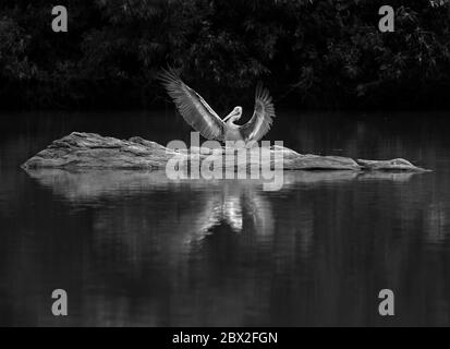 Vor Ort abgerechneter Pelikan, das Ranganathittu Bird Sanctuary ein Paradies mit über 200 Arten von lebendigen und wunderschön aussehenden Vögeln Stockfoto