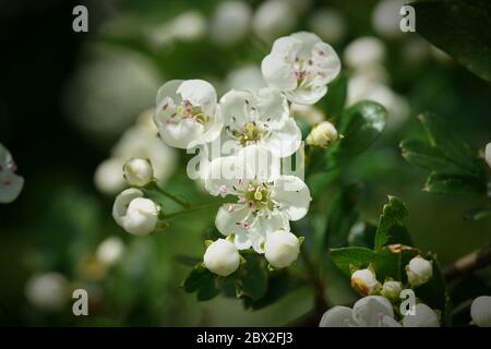 Blüten eines einspurigen Weißdorns (Crataegus monogyna) im Frühjahr Stockfoto