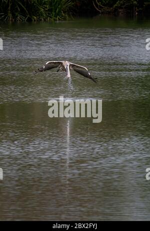 Pelican Wasser nehmen während des Fluges mit Wassertropfen fallen um sie in Ranganathittu Bird Sanctuary, Indien Stockfoto