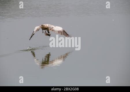 Pelican Wasser nehmen während des Fluges mit Wassertropfen fallen um sie in Ranganathittu Bird Sanctuary, Indien Stockfoto