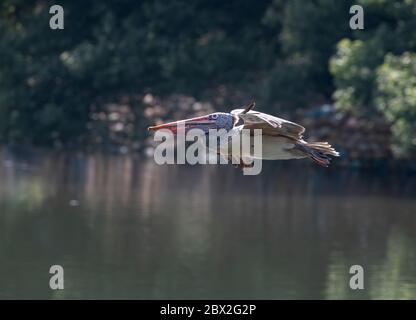 Pelican Wasser nehmen während des Fluges mit Wassertropfen fallen um sie in Ranganathittu Bird Sanctuary, Indien Stockfoto