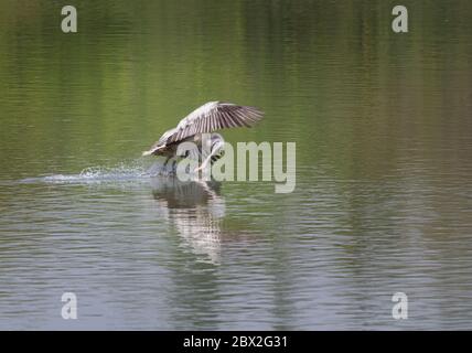 Pelican Wasser nehmen während des Fluges mit Wassertropfen fallen um sie in Ranganathittu Bird Sanctuary, Indien Stockfoto