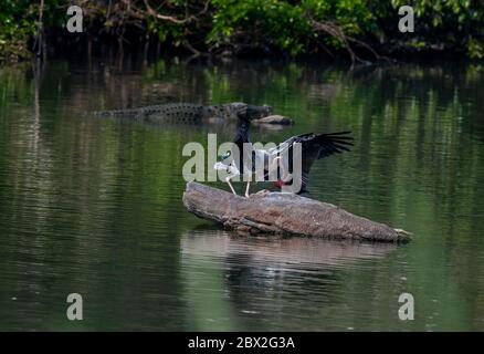 Das Ranganathittu Bird Sanctuary ist ein Paradies mit über 200 Arten von lebendigen und wunderschön aussehenden Vögeln und Krokodilen Stockfoto