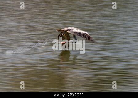 Pelican Wasser nehmen während des Fluges mit Wassertropfen fallen um sie in Ranganathittu Bird Sanctuary, Indien Stockfoto