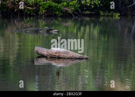 Das Ranganathittu Bird Sanctuary ist ein Paradies mit über 200 Arten von lebendigen und wunderschön aussehenden Vögeln und Krokodilen Stockfoto