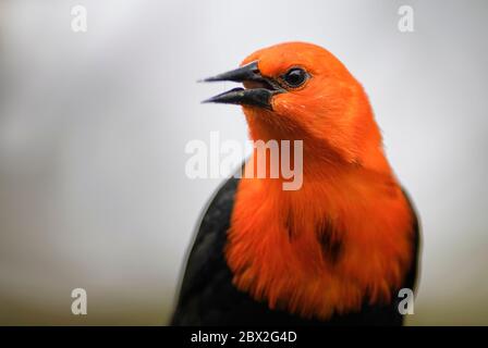 Scharlachkopf-Schwarzvogel - Amblyramphus holosericeus, Porträt von schönen Barschvogel aus südamerikanischen Feuchtgebieten, Brasilien. Stockfoto