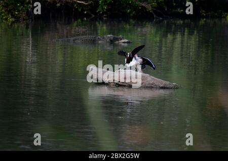 Das Ranganathittu Bird Sanctuary ist ein Paradies mit über 200 Arten von lebendigen und wunderschön aussehenden Vögeln und Krokodilen Stockfoto