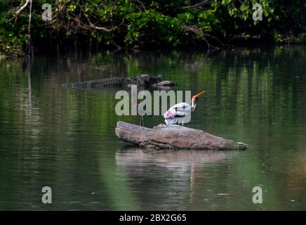 Das Ranganathittu Bird Sanctuary ist ein Paradies mit über 200 Arten von lebendigen und wunderschön aussehenden Vögeln und Krokodilen Stockfoto