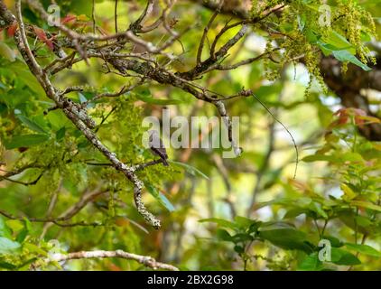 Das Ranganathittu Bird Sanctuary ein Paradies mit über 200 Arten von lebendigen und wunderschön aussehenden Vögeln und Nistreiher beherbergt Vogelvarianten Stockfoto