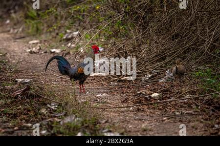 Das Ranganathittu Bird Sanctuary ein Paradies mit über 200 Arten von lebendigen und wunderschön aussehenden Vögeln und Nistreiher beherbergt Vogelvarianten Stockfoto