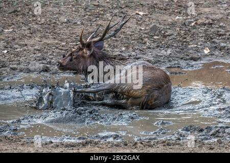 Sambar Hirsch oder Rusa unicolor Abkühlung und spielen im Schlamm Wasser in der Nähe Teich. Indien, gefährdet. Stockfoto