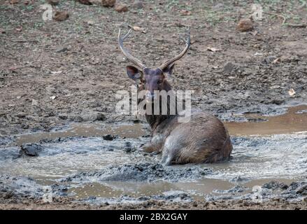 Sambar Hirsch oder Rusa unicolor Abkühlung und spielen im Schlamm Wasser in der Nähe Teich. Indien, gefährdet. Stockfoto