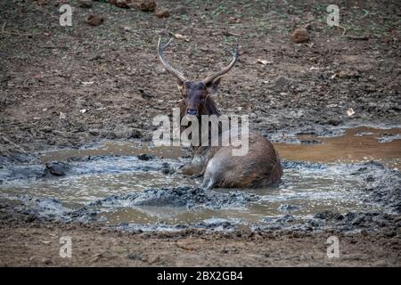 Sambar Hirsch oder Rusa unicolor Abkühlung und spielen im Schlamm Wasser in der Nähe Teich. Indien, gefährdet. Stockfoto