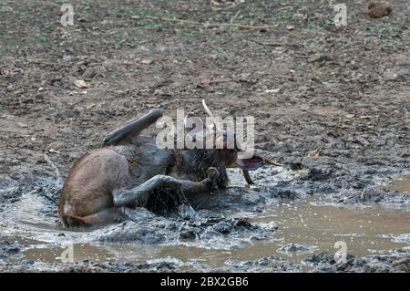 Sambar Hirsch oder Rusa unicolor Abkühlung und spielen im Schlamm Wasser in der Nähe Teich. Indien, gefährdet. Stockfoto