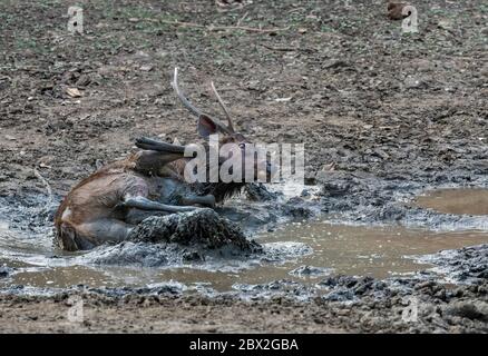Sambar Hirsch oder Rusa unicolor Abkühlung und spielen im Schlamm Wasser in der Nähe Teich. Indien, gefährdet. Stockfoto