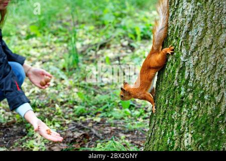 Das orangefarbene flauschige Eichhörnchen klammert sich mit den scharfen Krallen auf seinen Pfoten vorsichtig an den Stamm des Baumes und geht für das Geschenk, für die Walnuss hinunter. Selektiver Fokus. Stockfoto