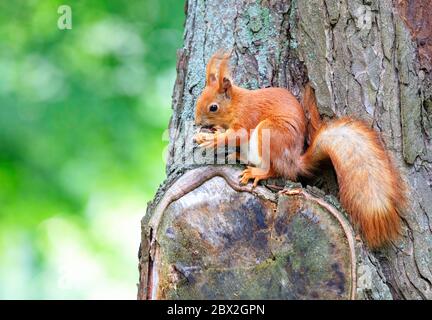 Ein orangefarbenes, flauschiges Eichhörnchen sitzt bequem auf einem Baum und isst eine Walnuss. Kopierbereich. Stockfoto