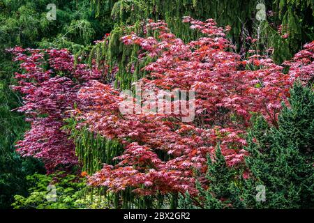 Acer Bloodgod Japanischer Ahorn Stockfoto