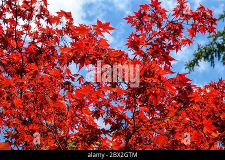 Acer Bloodgood Red Japanese Maple Stockfoto