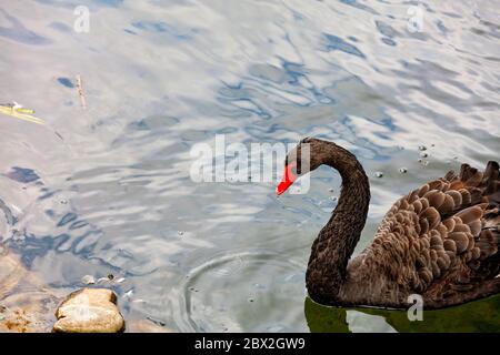 Ein schöner schwarzer Schwan mit braunem Gefieder und einem leuchtend roten Schnabel schwimmt am Rande eines Waldsees. Stockfoto