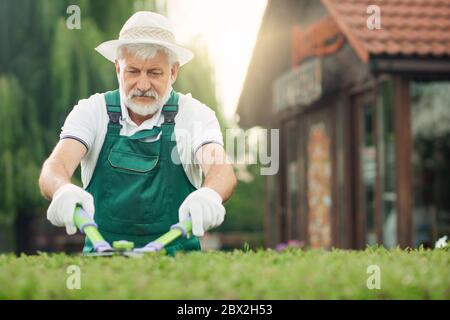 Netter älterer Mann trägt grüne Uniform, Handschuhe und weißen Sommerhut, der am Sommertag mit einer großen Schere die überwuchert Büsche schneidet. Eldery Arbeiter, die Pflege der Pflanzen im Garten. Gartenkonzept. Stockfoto