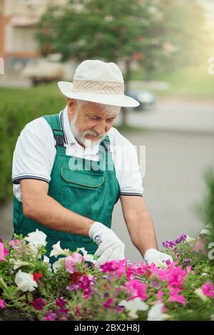 Senior männlichen Gärtner mit secateur schöne Pflanzen mit rosa und weißen Blüten in Blumentöpfen im Freien schneiden. Porträt eines elderigen Mannes in Uniform und Hut, der sich um Pflanzen kümmert. Konzept der Gartenarbeit. Stockfoto