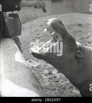 1960, historisch, eine Besucherin, die einem hungrigen Nilpferd in seinem Gehege in einem Zoo einen Leckerbissen gibt, der mit weit geöffnetem Mund eine Reihe großer Zähne zeigt, England, Großbritannien. In der Wildnis, Hippos sind bekannt als einer der agilsten, aber aggressiv Kreative in der Tier kingdown, so seine tapfere oder vielleicht eine unbewachte Person, die so nahe an ein wildes Tier, das ein Krokodil zu nehmen bekommen würde. Stockfoto