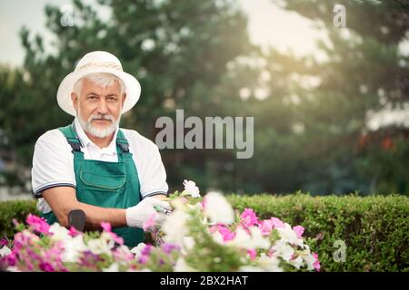 Portrait von älteren männlichen Gärtner mit secateur schöne Pflanzen mit Blumen in Blumentöpfen im Freien schneiden. Angenehmer, elderiger Mann in Uniform und Hut, der sich um Pflanzen kümmert und die Kamera anschaut. Stockfoto