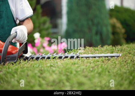 Nicht erkennbarer männlicher Gärtner, der Hecke schneidet. Nahaufnahme des Arbeiters in Handschuhen ordentlich Formen oben von großen grünen Büschen mit roten und schwarzen elektrischen Trimmmaschine. Konzept der Arbeit, Gartenarbeit. Stockfoto