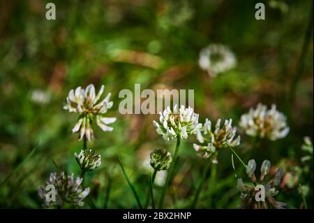 Makroaufnahme von Klee (Gattung trifolium) auf einer Wiese in der Sonne. Stockfoto